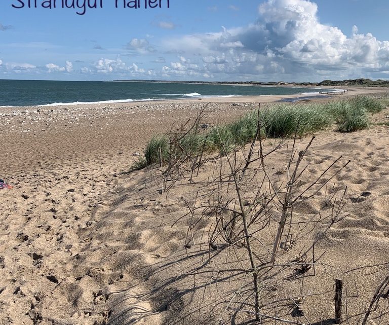 Strandnähgut